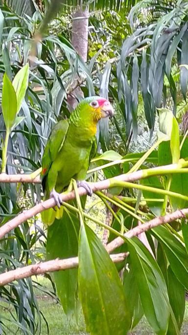 Sun Creek Lodge Punta Gorda Bagian luar foto