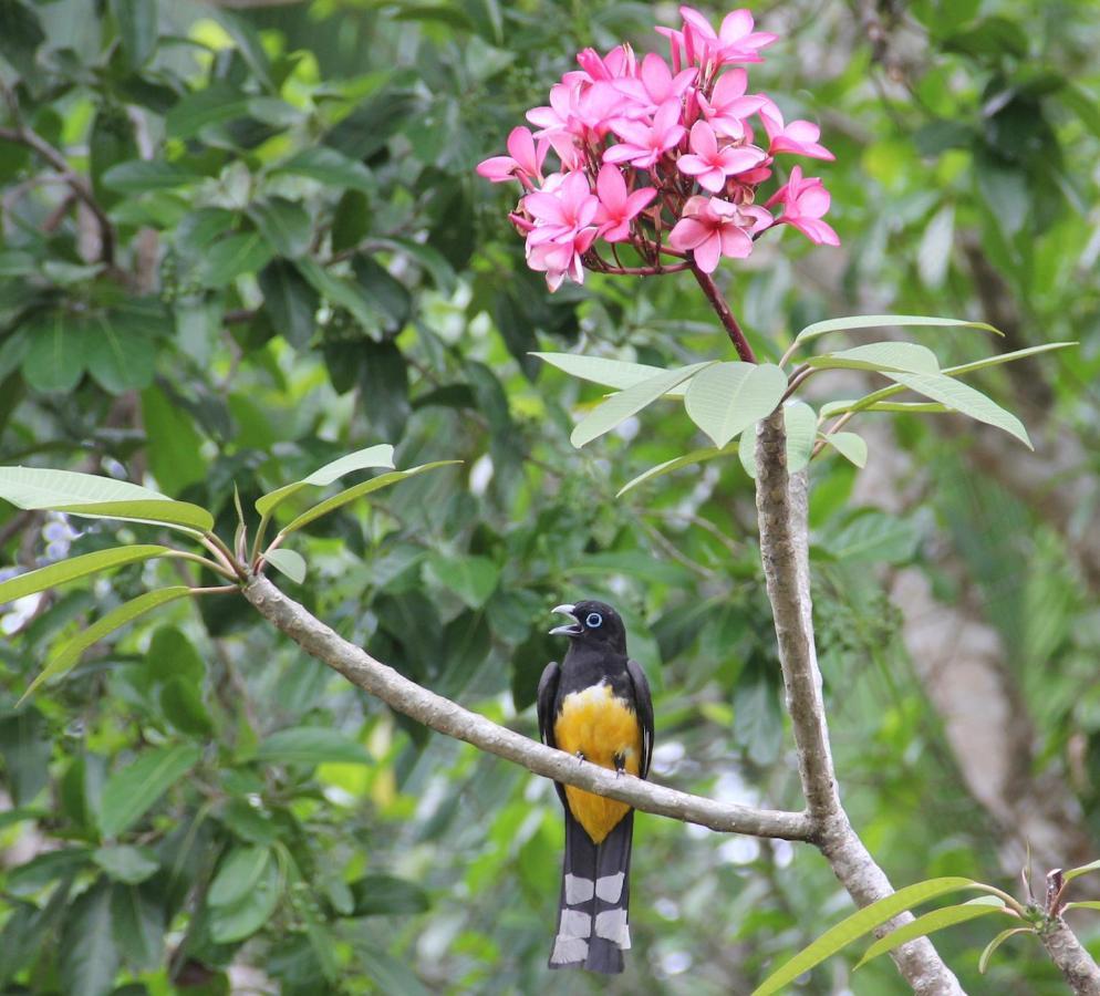 Sun Creek Lodge Punta Gorda Bagian luar foto