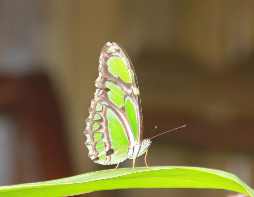 Sun Creek Lodge Punta Gorda Bagian luar foto