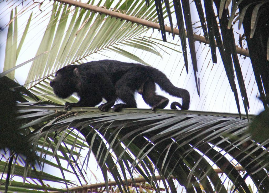 Sun Creek Lodge Punta Gorda Bagian luar foto